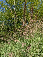 Phalaris arundinacea
