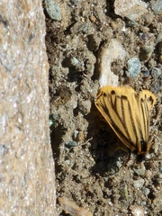 Setina
