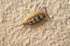 Porcellio expansus