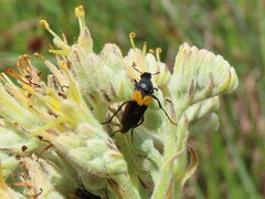 Macrosiagon flavipennis