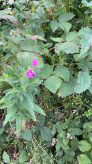 Epilobium hirsutum