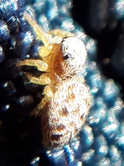 Pelegrina flavipes