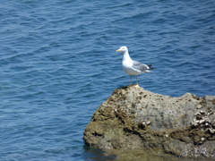 Larus michahellis