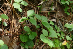 Polygaloides paucifolia