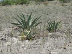 Agave asperrima