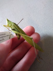 Neoconocephalus nebrascensis