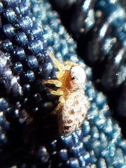 Pelegrina flavipes