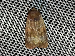 Hampsonodes mastoides
