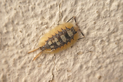Porcellio expansus