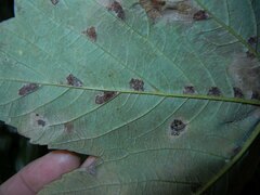 Aceria pseudoplatani