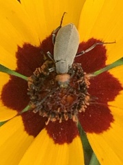 Epicauta atrata