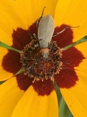 Epicauta atrata