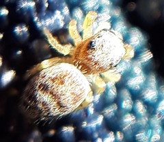 Pelegrina flavipes