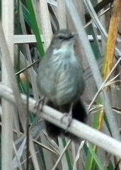 Bradypterus baboecala