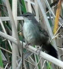 Bradypterus baboecala