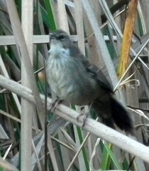 Bradypterus baboecala