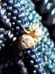 Pelegrina flavipes