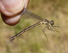 Lestes stultus