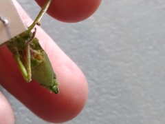 Neoconocephalus nebrascensis