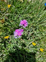 Primula farinosa