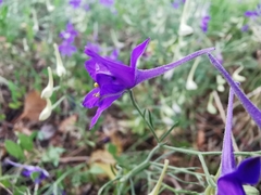 Delphinium consolida