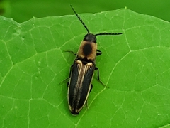 Megapenthes limbalis