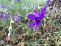 Delphinium consolida