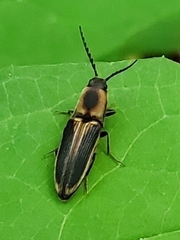 Megapenthes limbalis
