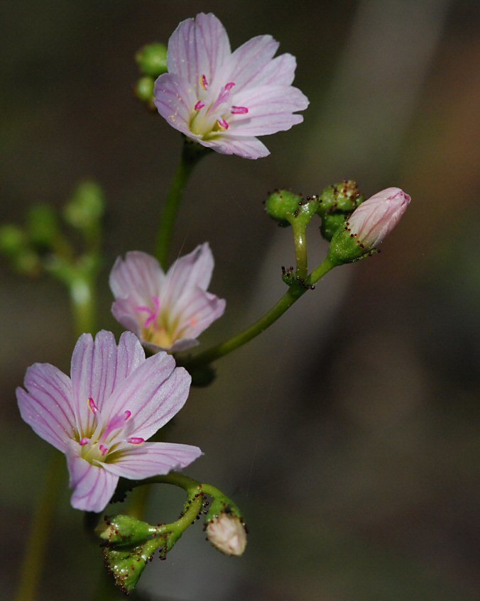 Lewisia congdonii
