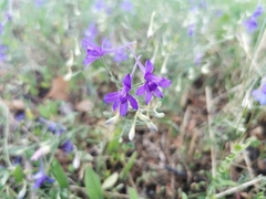 Delphinium consolida