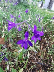 Delphinium consolida