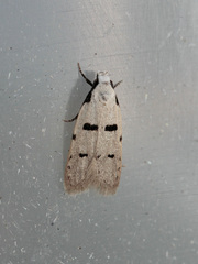 Stibaromacha ratella