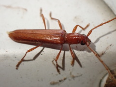 Psyrassa unicolor
