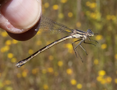 Lestes stultus