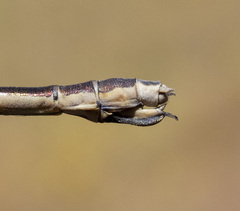 Lestes stultus