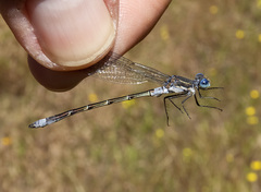 Lestes stultus