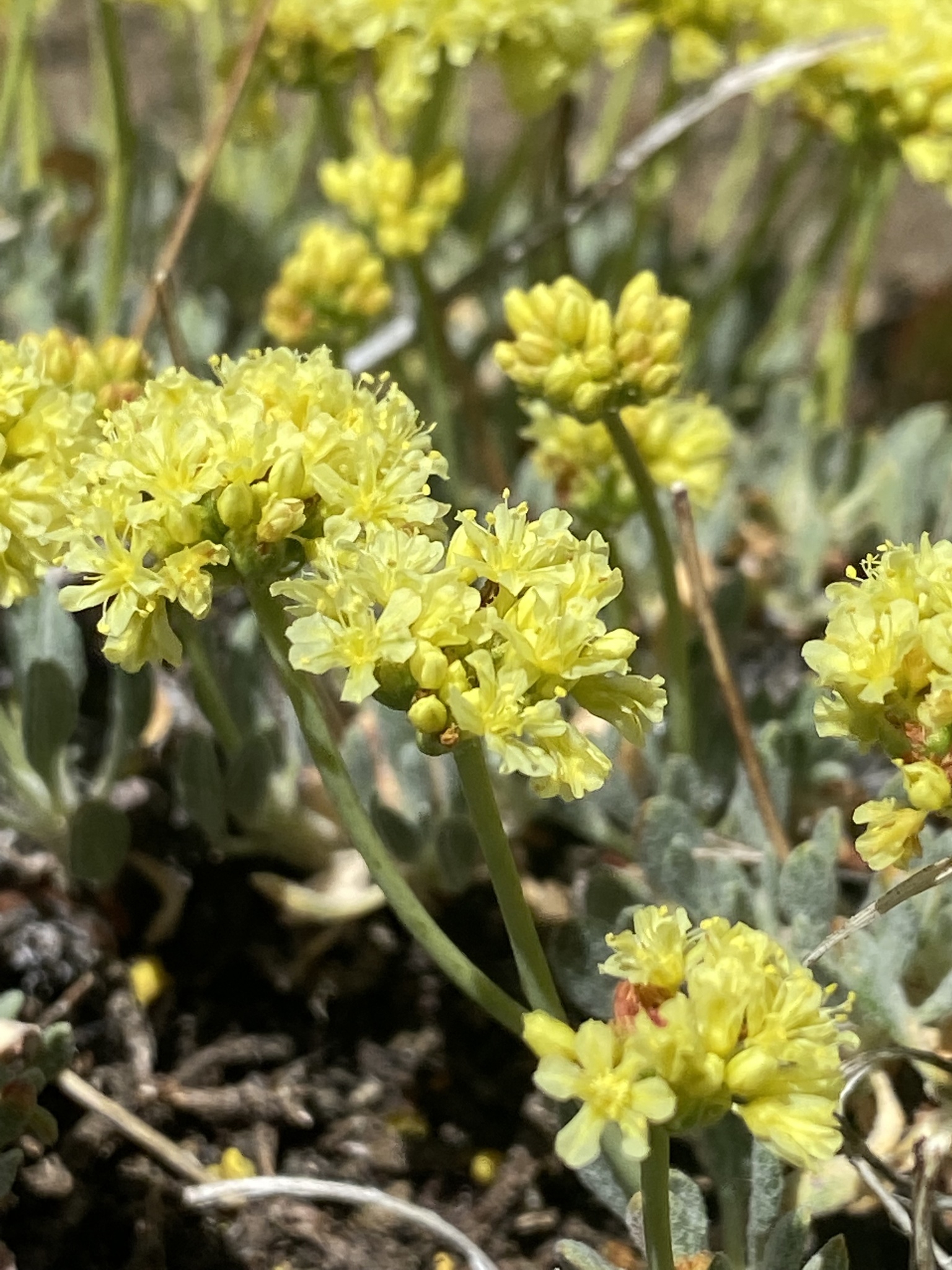 Eriogonum prociduum