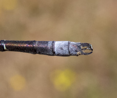 Lestes stultus