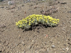 Eriogonum prociduum