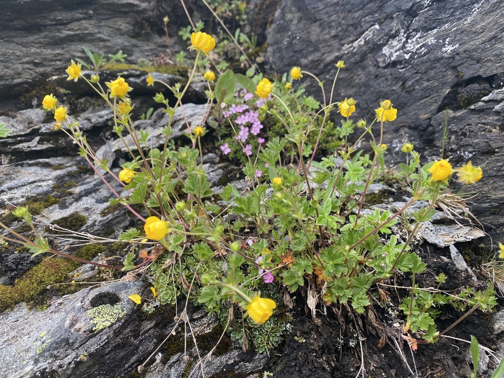 Alpine Cinquefoil