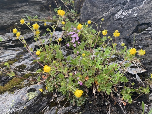 Potentilla crantzii