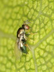 Otitesella