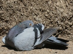 Columba livia domestica