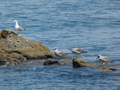 Larus michahellis