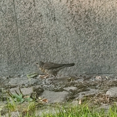Turdus pilaris