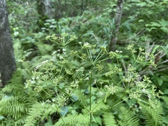 Ligusticum canadense