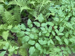 Ligusticum canadense