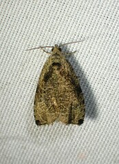 Olethreutes exoletum