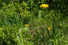 Hypochaeris uniflora