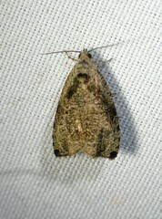 Olethreutes exoletum